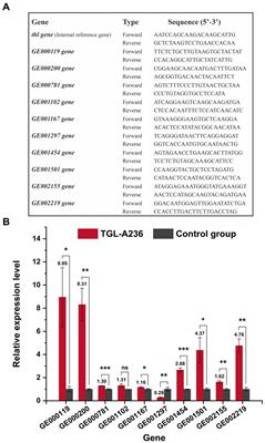 Integration of food raw materials, food microbiology, and food additives: systematic research and comprehensive insights into sweet sorghum juice, Clostridium tyrobutyricum TGL-A236 and bio-butyric acid
